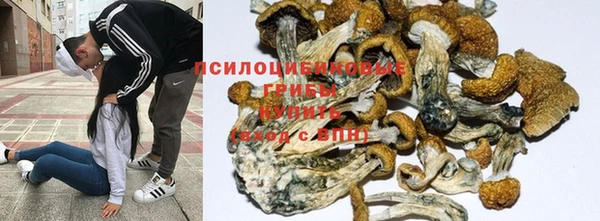 ПСИЛОЦИБИНОВЫЕ ГРИБЫ Каменка